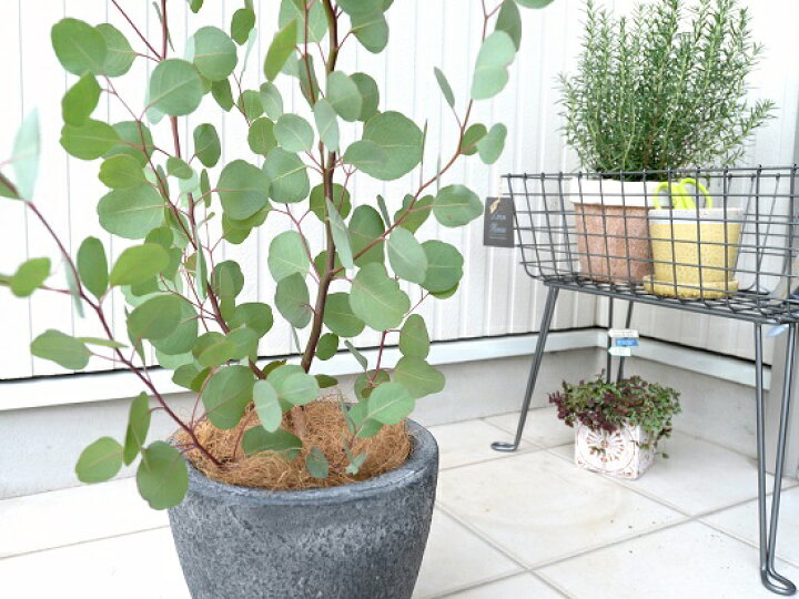 25 Off ユーカリ ポポラス デザインの良い テラコッタ 鉢植え 大型 ポリアンセモス フトモモ 素焼 鉢 苗 苗木 茶 茶色 ベージュ 観葉植物 丸 ハートの葉 Jclaw Com Br