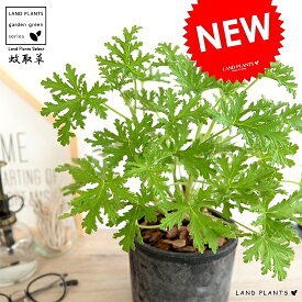 楽天市場 虫よけスプレー 花 ガーデン Diy の通販