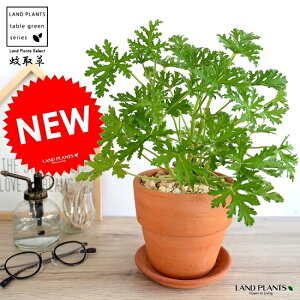 観葉植物 オレンジ 生花の人気商品 通販 価格比較 価格 Com