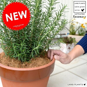 ローズマリー 昔ながらの 陶器鉢 (常滑焼 駄温鉢) 深型 立性 鉢植え 苗 苗木 ローズマリ ハーブ ハーヴ トコナメ 常滑 陶器 ブラウン オレンジ 茶 ココヤシファイバー