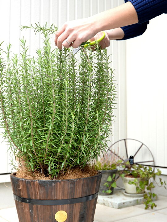 楽天市場 ローズマリー ウッドバレル プランター 茶色 立性 鉢植え 苗 苗木 ローズマリ ハーブ ハーヴ 木製プランター 茶 ブラウン ココヤシファイバー 観葉植物 送料無料 Land Plants 楽天市場店