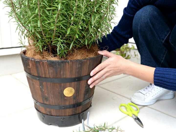 楽天市場 ローズマリー ウッドバレル プランター 茶色 立性 鉢植え 苗 苗木 ローズマリ ハーブ ハーヴ 木製プランター 茶 ブラウン ココヤシファイバー 観葉植物 送料無料 Land Plants 楽天市場店