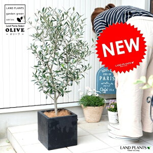 I[uiR`j F t@Co[ L[u^ 픫 1 yRRt@Co[z y FIBER CLAYit@Co[NCj C z S I[u̎ I[u̖ Olea europaea L.Olive
