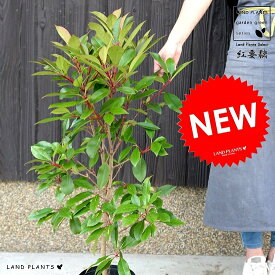 楽天市場 ベランダ 目隠し 植木 ガーデニング 農業 花 ガーデン Diyの通販