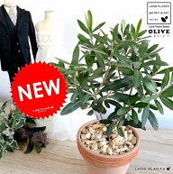 オリーブ （オレンジ） イタリアン テラコッタ 素焼鉢 植木鉢 オリーブの木 苗 苗木 鉢 植木 観葉植物 送…