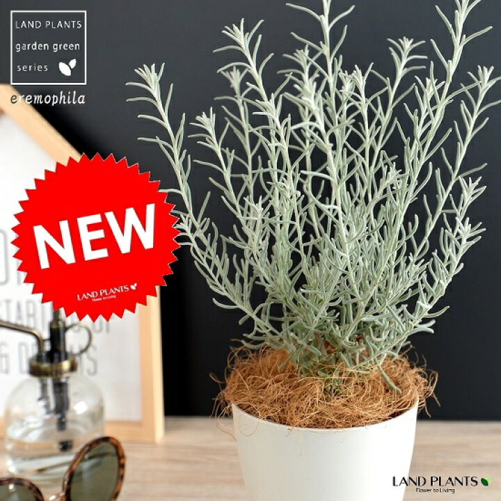 楽天市場 お試し 季節の苗 エレモフィラ ニベア プラスチック鉢 白色 銀色の植物 白色の植物 寄せ植え 鉢植え 苗 苗木 観葉植物 白 ホワイト Land Plants 楽天市場店