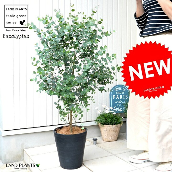 楽天市場 ユーカリ グニー 8号 黒色 セラアート 鉢植え 大型 ポリアンセモス ユーカリの木 ユーカリプタス フトモモ 鉢 苗 苗木 黒 ブラック 丸 ハートの葉 観葉植物 送料無料 小丸葉ユーカリ Land Plants 楽天市場店