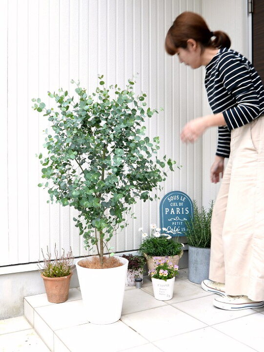 楽天市場 ユーカリ グニー 8号 白色 セラアート 鉢植え 大型 ポリアンセモス ユーカリの木 ユーカリプタス フトモモ 鉢 苗 苗木 白 ホワイト 丸 ハートの葉 観葉植物 送料無料 小丸葉ユーカリ Land Plants 楽天市場店