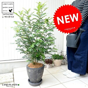 ベランダ 観葉植物 大型の人気商品 通販 価格比較 価格 Com