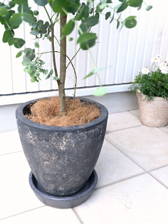 楽天市場 ユーカリ グニー 黒色 エッグ型 ラウンド 陶器鉢 大型 ユーカリの木 ユーカリプタス フトモモ 鉢植え 鉢 黒 ブラック 灰色 グレー 観葉植物 送料無料 小丸葉ユーカリ 軽量 Land Plants 楽天市場店