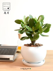 JlmiLiԌFJQcj F ی^ 픫 ynChEMz zCg NbX |cPA A   ̂Ȃ t`xjxPC gٌc   Aؔ 