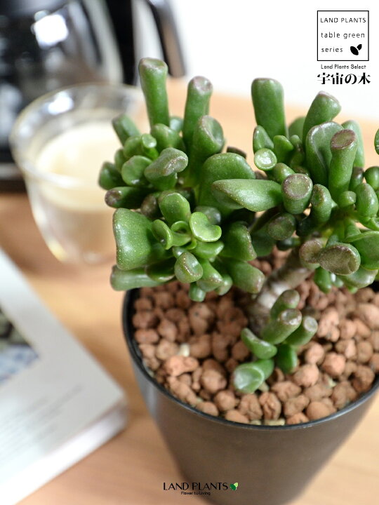 楽天市場 お試し カネノナルキ ゴーラム 宇宙の木 4号 黒色 プラスチック鉢 ハイドロ 金のなる木 花月 多肉植物 多肉質 多肉 宇宙の樹 クラッスラ ベンケイソウ 植木鉢 鉢 苗 苗木 黒 ブラック 観葉植物 Land Plants 楽天市場店