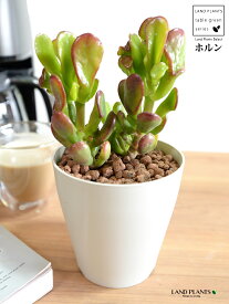 【お試し】 カネノナルキ（ホルン） 4号 白色 プラスチック鉢 【ハイドロ】金のなる木 花月 多肉植物 多肉質 多肉 宇宙の樹 クラッスラ ベンケイソウ 植木鉢 鉢 苗 苗木 白 ホワイト 観葉植物