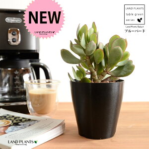 yz JlmiLiu[o[hj 4 F vX`bN ynChẑȂ Ԍ A   ɂԌ NbXu[o[h NbX xPC\E A