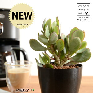 yz JlmiLiu[o[hj 4 F vX`bN ynChẑȂ Ԍ A   ɂԌ NbXu[o[h NbX xPC\E A