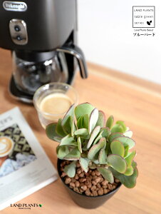 yz JlmiLiu[o[hj 4 F vX`bN ynChẑȂ Ԍ A   ɂԌ NbXu[o[h NbX xPC\E A