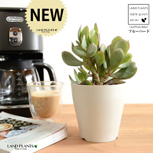 yz JlmiLiu[o[hj 4 F vX`bN ynChẑȂ Ԍ A   ɂԌ NbXu[o[h NbX xPC\E A