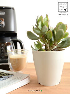 yz JlmiLiu[o[hj 4 F vX`bN ynChẑȂ Ԍ A   ɂԌ NbXu[o[h NbX xPC\E A