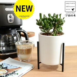 yz JlmiLiS[FF̖؁j F ACAX^ht 픫 STCY ynChEACAX^hz ̂Ȃ Ԍ A   F̎ NbX 