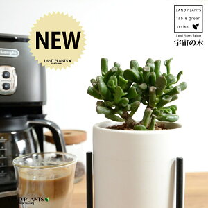 yz JlmiLiS[FF̖؁j F ACAX^ht 픫 STCY ynChEACAX^hz ̂Ȃ Ԍ A   F̎ NbX 