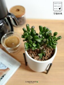 yz JlmiLiS[FF̖؁j F ACAX^ht 픫 STCY ynChEACAX^hz ̂Ȃ Ԍ A   F̎ NbX 