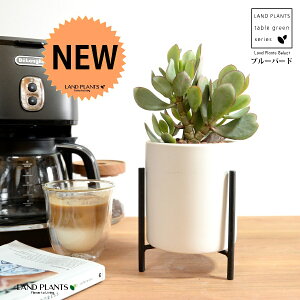 JlmiLiu[o[hj F ACAX^ht 픫 STCY ynChEACAX^hz A   ɂԌ NbXu[o[h NbX xPC