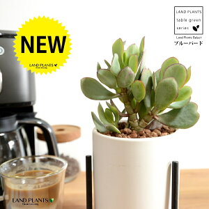 JlmiLiu[o[hj F ACAX^ht 픫 STCY ynChEACAX^hz A   ɂԌ NbXu[o[h NbX xPC