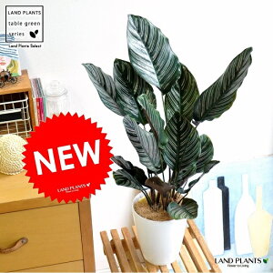 JeAiIi[^j 6 F vX`bN 1 yMERRt@Co[z