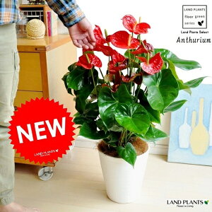 NEW!!@AX[@×@ZA[gA@^ԂȉԕtϗtA@AXE@AX@yMtgz@hV̓@|Cg@ϗtA