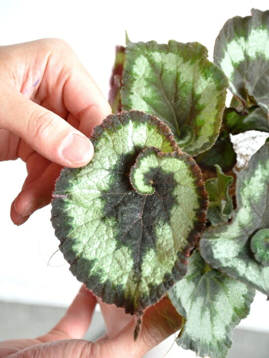 楽天市場 お試し レックスベゴニア エスカルゴ 4号 白色 プラスチック鉢 観葉ベゴニア シュウカイドウ 寄せ植え 苗 銀 バルコニスト 球根ベゴニア 木立性ベゴニア ギフト 敬老の日 ポイント消化 観葉植物 Land Plants 楽天市場店