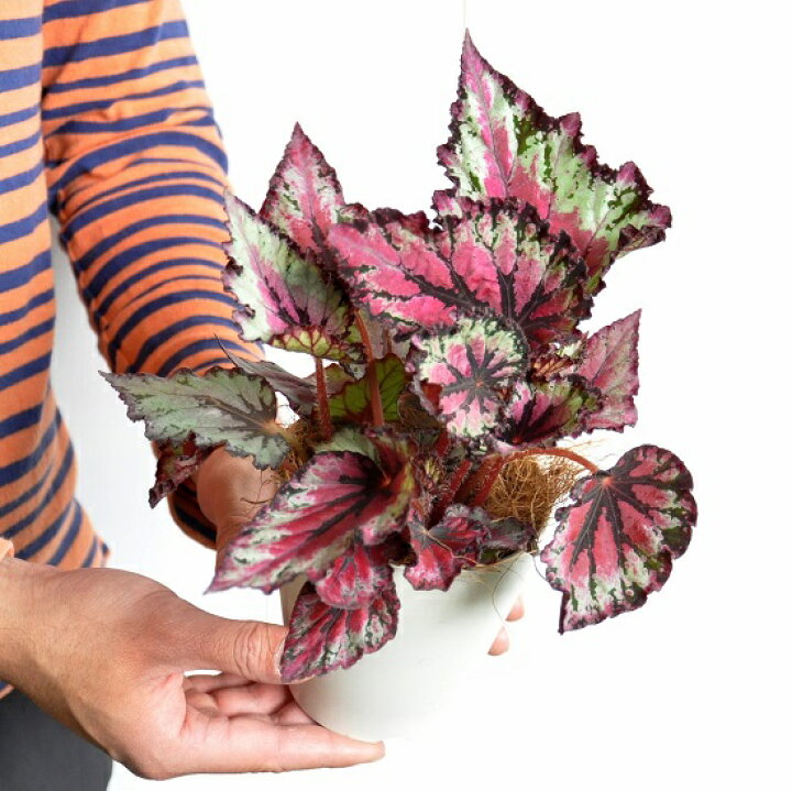 楽天市場 お試し レックスベゴニア エンバー 4号 白色 プラスチック鉢 観葉ベゴニア シュウカイドウ 寄せ植え 苗 銀 バルコニスト 球根ベゴニア 木立性ベゴニア ギフト 敬老の日 ポイント消化 観葉植物 Land Plants 楽天市場店