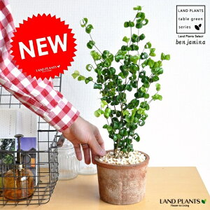 フィカス ベンジャミナ バロック 観葉植物の人気商品 通販 価格比較 価格 Com