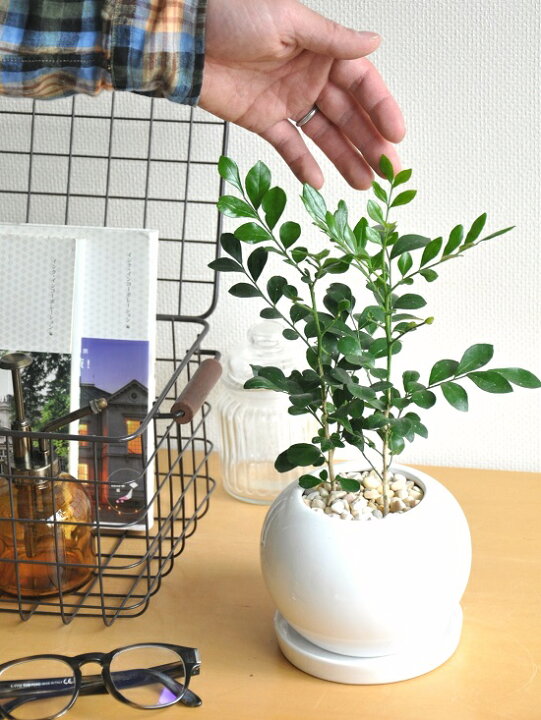 高い素材 シルクジャスミン 10号 ゲッキツ 月橘 観葉植物 鉢植え 販売 苗 苗木 送料無料 インテリア 贈り物 ギフト お誕生日 記念日 開店祝い Matzi27 Com