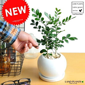 シルクジャスミン（ゲッキツ） 白色 丸型 陶器鉢 【黄色小石・受皿】 白花 花が咲く シルク ジャスミン 月橘 オレンジジャスミン イヌツゲ コスメティックバーク 鉢 鉢植え 苗 苗木 観葉 観葉植物 白 ホワイト ボール 小型
