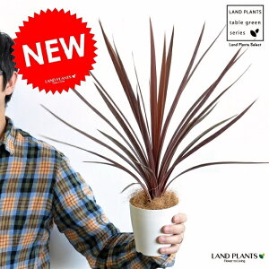 yz RfBl ibhX^[j F vX`bN 4 CfBrTEԃhZiERWlEJ[[tEp[v^[@AJhZiEE[cEoRjX