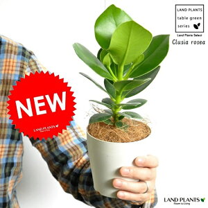 yz NVAE[A 4 F vX`bN ȗt̐A@MtgɍœKITEM@IgM\E NVA[A@N[V@Clusia roseay̓Mtgz@hV̓@|C