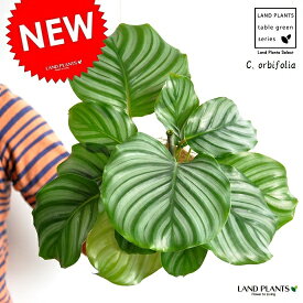 【お試し】 カラテア（オルビフォリア） 白色 プラスチック鉢 4号 　Calathea orbifolia　クズウコン　敬老の日　ポイント消化　観葉植物