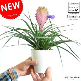 楽天市場 ハナアナナスの通販