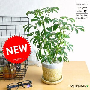 シェフレラ(コンパクタ) やさしい色合い 陶器鉢(黄色) カポック 小葉の品種 シェフレラコンパクタ クレーパ 黄色 ヤドリフカノキ 香港 屋外 敬老の日 ポイント消化 観葉植