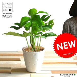 観葉植物 モンステラ 4号の人気商品 通販 価格比較 価格 Com