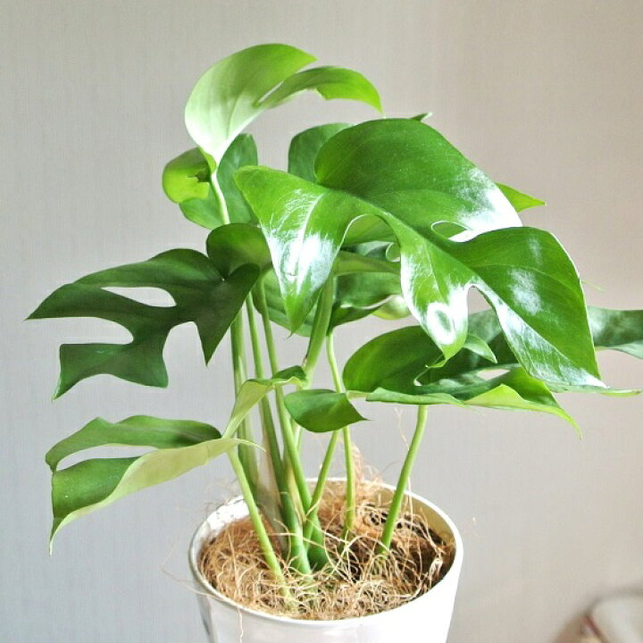 モンステラ アダンソニー 姫モンステラ 観葉植物 最新最全の
