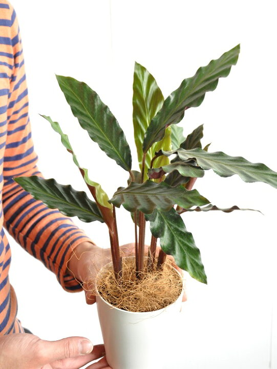 無料配達 スクアロサ ダニア 観葉植物 黄色の花 美しい葉脈 Swsj Org