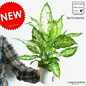 yz fBtFoLAiAij 4 F vX`bN fwoLA@TgCEfwAiEfBtFAiEDieffenbachia@@hV̓@|Cg@ϗtA