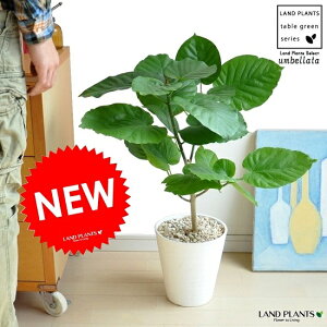 ウンベラータ 観葉植物の人気商品 通販 価格比較 価格 Com