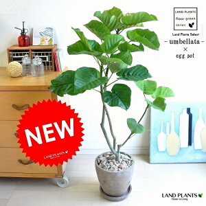 ウンベラータ 観葉植物の通販 価格比較 価格 Com