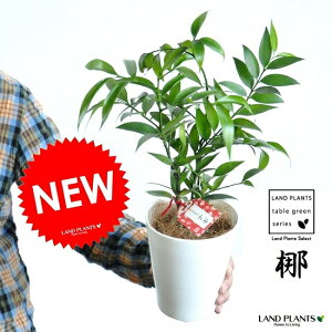 縁結びの木(梛:ナギ) 5号 白色 プラスチック鉢(受皿付き) 熊野三山の御神木 ナギの木 ギフトに最適ITEMを♪ 観葉植物 梛の木 梛ナギ 直虎  命名 名付け 名前に使う