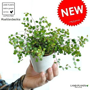 �y�������z ���C���[�v�����c 3�� ���F �v���X�`�b�N�� �@�~���[�����x�b�L�A�E����Ή��E�ǖʗΉ��@�^�f�ȁE�c�E�c�؁E�O�����h�J�o�[�E�|�C���g�����@Muehlenbeckia axillaris�@�h�V�̓��@�|