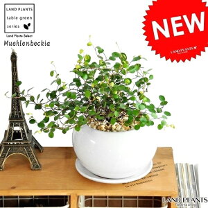 C[vc F ی^ 픫 iF΁j 鐫̐A C[oC A  c c  zCg  ϗtA ϗt 