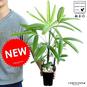 yÓT|Az Jm`NFω| ii킨܂F or Ηtj 4 vX`bN 1 | L| V| Rhapis excelsa