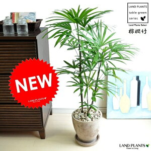 観葉植物 観音竹の人気商品 通販 価格比較 価格 Com